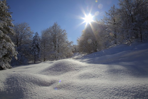 wintersonne-buchenwald